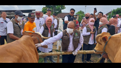 Cegah PMK, 33.525 Dosis Vaksin Disuntikkan ke Puluhan Ribu Sapi dan Kambing Ternak Warga Banyuwangi