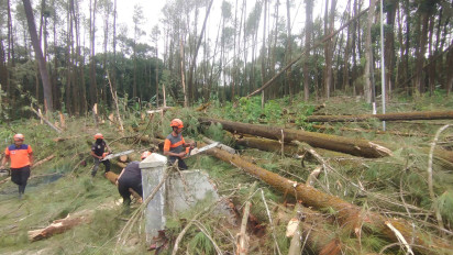 Pohon Tumbang akibat Angin Kencang di Lumajang, Timpa Toko hingga Tutup Jalan