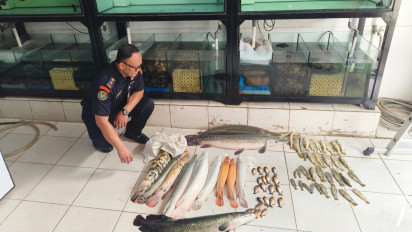 KKP Sita 63 Ikan Predator di Toko Ikan Jaktim, Ada Jenis Aligator Gar Senilai Rp50 Juta  