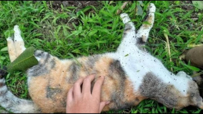 Viral di Medsos X, Belasan Kucing Mati Massal di Kota Malang