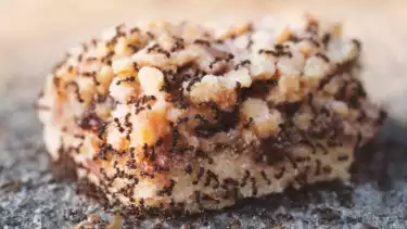 Ilustrasi gerombolan semut menyantap makanan di rumah