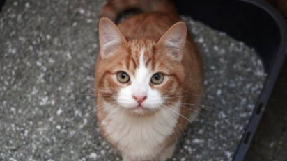 Viral Puluhan Kucing di Malang Mati dengan Dugaan Diracun, Ustaz Adi Hidayat Akhirnya Buka Suara