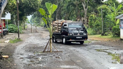 Tak Kunjung Diperbaiki, Jalan Rusak di Trenggalek Akhirnya Ditanami Pohon Pisang