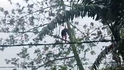 Seorang Pria Tewas Kena Gergaji Mesin Saat Nebang Pohon Kapuk, Korban Sempat Tersangkut 