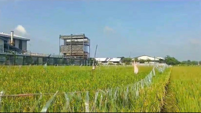 Puluhan Hektar Lahan Milik Petani Padi Terancam Gagal Panen, Akibat Dugaan Pencemaran Limbah Kimia Pabrik