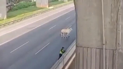 Viral Polisi dan Warga Sembelih Sapi di Tol Japek, Buntut Hewan Ngamuk Masuk Tol