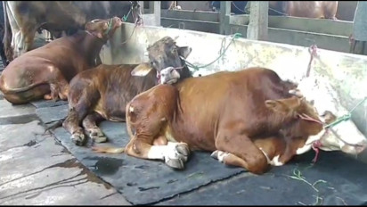 Peternak di Sidoarjo Resah Wabah PMK, 2 Ekor Sapi Mati, 9 Lainnya Kritis