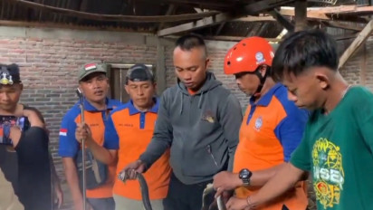 Ngeri, Rumah Warga di Madiun Jadi Sarang Puluhan Ular Kobra