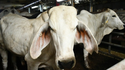 Indukan Sapi Pedaging Impor Masuk Perdana, Bukti Komitmen Investasi Peternakan