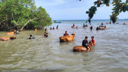 Sambut Ramadan, Ratusan Warga Bululanjang Bawean Gelar Tradisi Rasol Mandikan Sapi di Laut