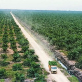 Kemendag: Harga CPO Naik Tipis Dipicu Rencana Penerapan B50