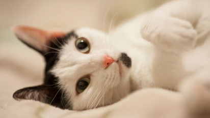 7 Aroma Ini Ternyata Paling Dibenci Kucing, Bisa Bikin Mereka Pergi dan Tak Mau Kembali!