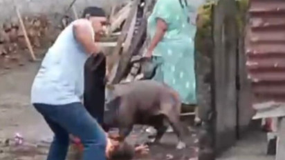 Detik-detik Babi Hutan Serang Ibu dan Anak hingga Berlumuran Darah di Ternate