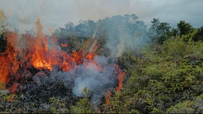 Kebakaran Hutan di Taman Buru Pulau Rempang: Dua Pelanduk Mati, 1,4 Ha Lahan Hangus