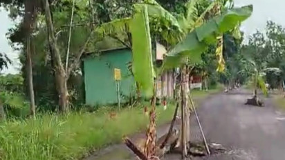 Jalan Rusak, Warga Bangorejo Banyuwangi Tanami Pohon Pisang di Sepanjang 10 Kilometer