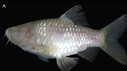 Spesies Ikan Gua Batu Baru dari Kawasan Karst Klapanunggal Kabupaten Bogor, Seperti Ini Bentuknya