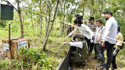 Menhut Raja Antoni Lepas Liarkan Sepasang Kucing Emas di Taman Nasional Gunung Leuser