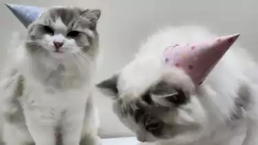 ilustrasi kucing lucu