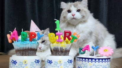 40 Referensi Nama Kucing Imut dan Menggemaskan, Cocok buat Kitten hingga Dewasa!