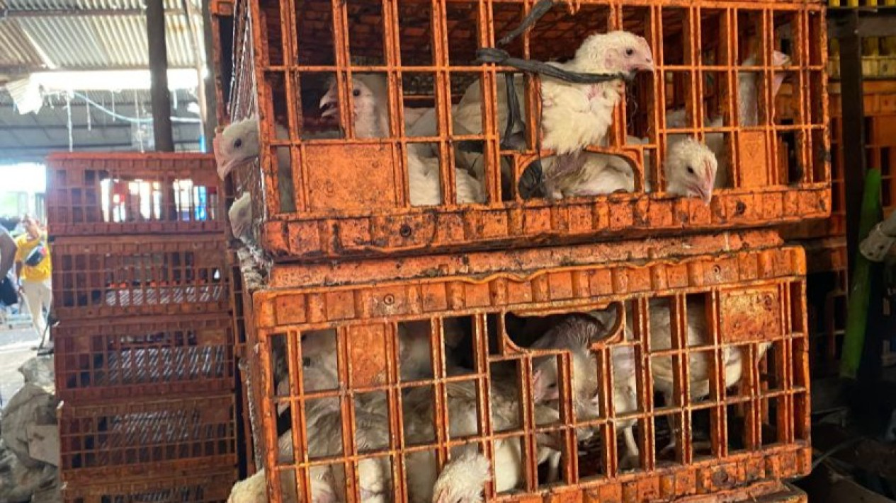 Tangkap Pembuat Ayam Gelonggongan di Pasar Kebayoran Lama, Polisi Ungkap Omzet Pelaku, Wow
            - galeri foto