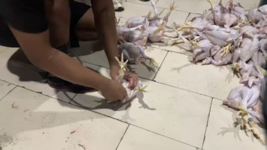 Hati-hati Ada Praktik Penjualan Ayam Gelonggongan di Pasar Kebayoran Lama di Ramadan 2025, Rekaman Ini Buktikan...