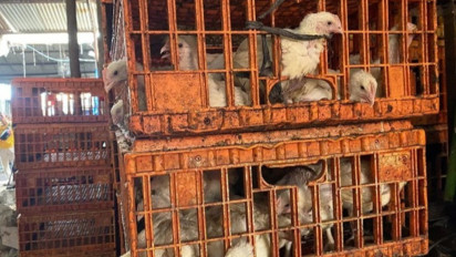 Penjual Ayam Gelonggongan di Jakarta Selatan Raup Omzet Rp10 Juta per Hari, Bisnis "Nakal" Itu Dijalankan Sejak 2021