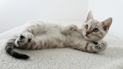 7 Jenis Makanan Ini Wajib Dihindari Kucing, Jangan Sampai Anabul Kesayangan Keracunan!