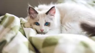 ilustrasi kucing di rumah