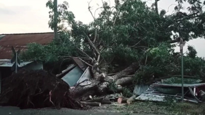 Pohon Berusia Puluhan Tahun di Nganjuk Roboh, Timpa Rumah dan Lukai Pemiliknya