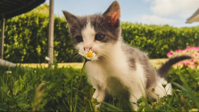 7 Tanaman ini Dibenci Kucing, Ampuh Bikin Mereka Nggak Berani BAB Sembarangan di Halaman Rumah