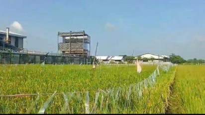 Produksi Beras Januari-April Bakal Tertinggi 7 Tahun Terakhir, Pengamat: Petani Semangat Menanam