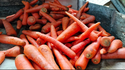 Cuaca Buruk, Harga Wortel di Jember Meroket, Mencapai 18 Ribu Rupiah Per Kilogram