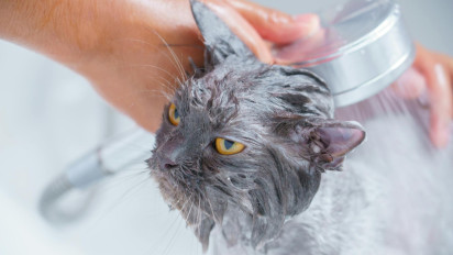 Viral Kucing Masuk Kandang Burung Gara-gara Banjir! Benarkah Semua Kucing Takut Air?