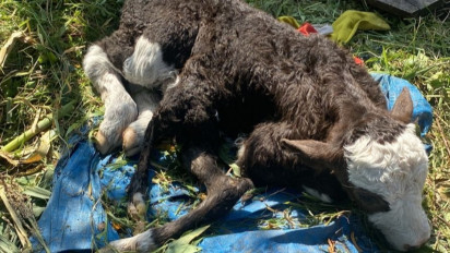 Sapi Berkaki 6 yang Viral di Jember Akhirnya Mati karena Kondisi Kesehatan Buruk