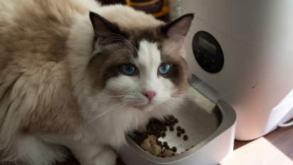 Jangan Asal, Ini 5 Tips Memilih Makanan Kucing yang Bikin Anabul Sehat, Lincah, dan Panjang Umur