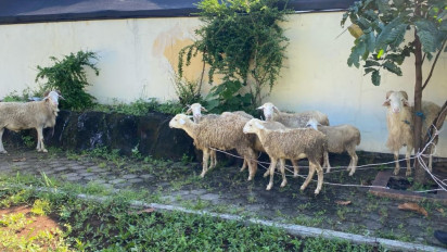 Curi Delapan Ekor Kambing, Dua Residivis Dibekuk Satreskrim Polres Kudus