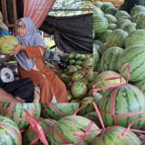 Bulan Ramadan, Omzet Penjual Semangka di Probolinggo Naik 400 Persen