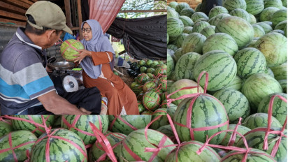 Bulan Ramadan, Omzet Penjual Semangka di Probolinggo Naik 400 Persen