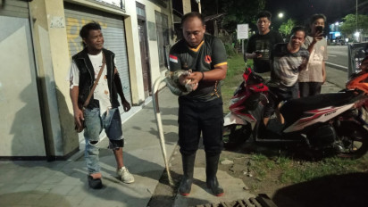Usai Mangsa Ayam, Ular Sanca 2,5 Meter dengan Berat 7 Kg Dievakuasi Damkar Kulon Progo