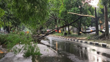 Belasan Pohon Tumbang Usai Hujan Deras Guyur Semarang
