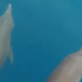 Viral Lumba-lumba Hidung Botol Ditangkap, Disembelih, dan Dikonsumsi di Muna, KKP Bergerak