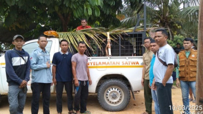 BBKSDA Riau Selamatkan Anak Gajah Sumatera Tersesat di Kampar