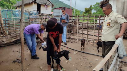 Puluhan Ekor Kambing di Sikka Mati Terserang Penyakit Skabies
