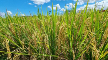 Ekonom Sebut Bulog Serap Gabah Petani Positif untuk Kurangi Impor Beras