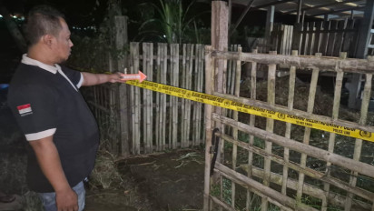 Maling Gasak 21 Kambing dari 3 Lokasi Berbeda di Kulon Progo, Kerugian Capai Rp 92 Juta