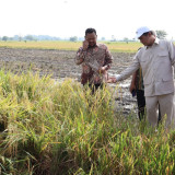 Mentan Amran Ikut Panen Raya Padi di Benjeng, Apresiasi Produksi Tinggi Harga Gabah Rp6.500