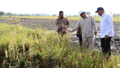 Mentan Amran Ikut Panen Raya Padi di Benjeng, Apresiasi Produksi Tinggi Harga Gabah Rp6.500
