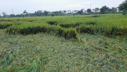 Petani Padi di Probolinggo Terancam Gagal Panen Akibat Diterjang Banjir
