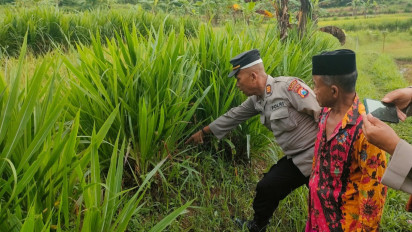 Hendak Cari Rumput untuk Ternak Sapi, Warga di Sampang Temukan Bayi di Sawah