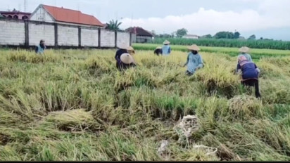 Pesan Tegas Wadirut Bulog untuk Petani: Jaga Kualitas Gabah, Percepat Pengolahan